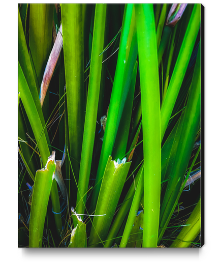 closeup green leaves texture abstract background Canvas Print by Timmy333