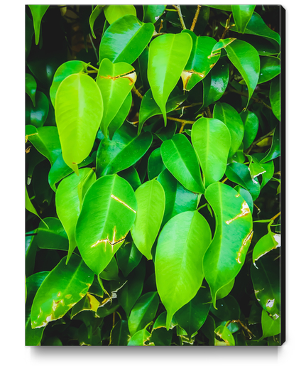 closeup green leaves background Canvas Print by Timmy333