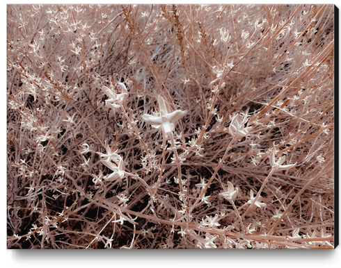 blooming dry plant with brown dry grass field background Canvas Print by Timmy333