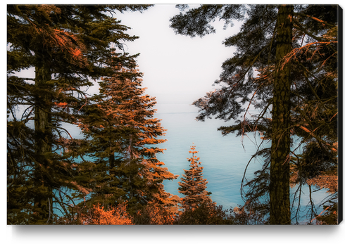 Pine tree and lake view at Emerald Bay Lake Tahoe California USA Canvas Print by Timmy333