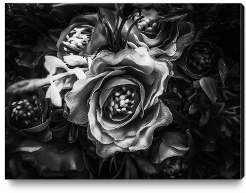 closeup roses texture background in black and white Canvas Print by Timmy333