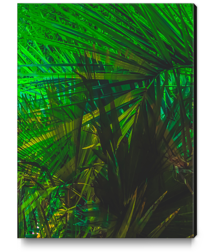 Closeup green palm leaves texture abstract background Canvas Print by Timmy333