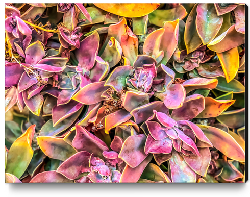 green and pink succulent plant garden texture background Canvas Print by Timmy333