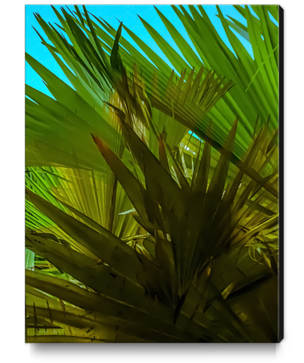 green palm leaves texture with blue sky background Canvas Print by Timmy333