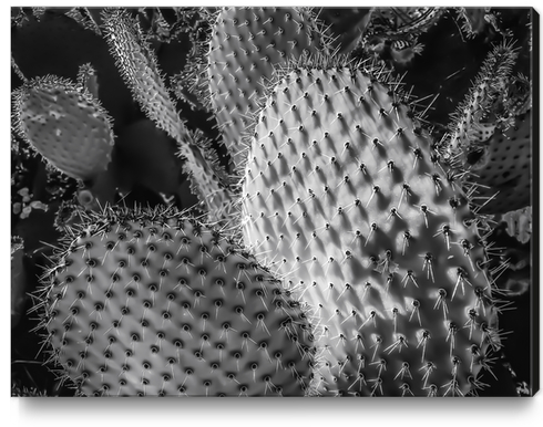 Closeup cactus plant texture background in black and white Canvas Print by Timmy333