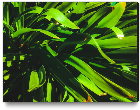 closeup green leaves texture abstract background Canvas Print by Timmy333