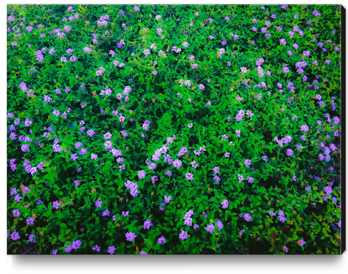 blooming purple flowers garden with green leaves Canvas Print by Timmy333