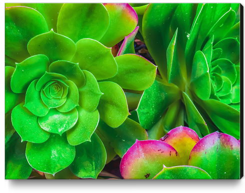 closeup green and pink succulent plant garden Canvas Print by Timmy333