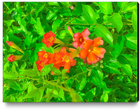 closeup blooming orange flowers with green leaves Canvas Print by Timmy333