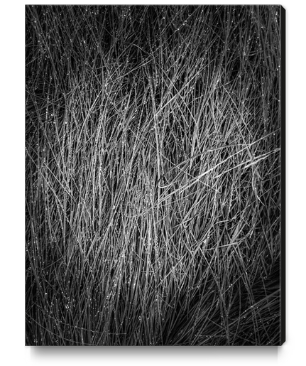 grass texture abstract in black and white Canvas Print by Timmy333