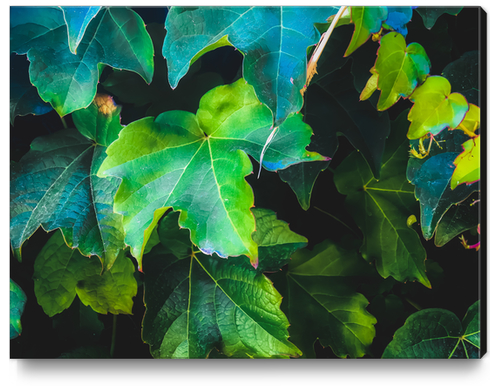 closeup green ivy leaves background Canvas Print by Timmy333