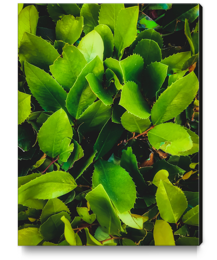 closeup green leaves texture background Canvas Print by Timmy333