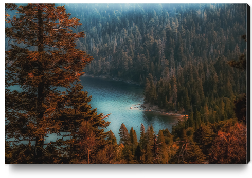 pine tree at Emerald Bay Lake Tahoe California USA Canvas Print by Timmy333