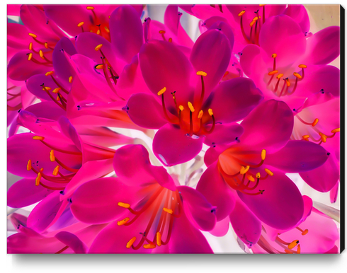 closeup pink flower texture abstract background with orange pollen Canvas Print by Timmy333