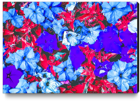 closeup flower texture abstract in blue purple red Canvas Print by Timmy333