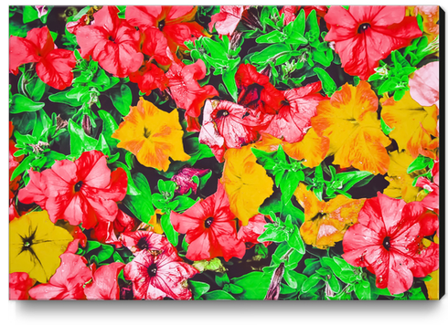 closeup flower abstract background in pink red yellow with green leaves Canvas Print by Timmy333