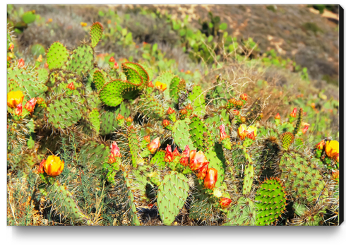 green cactus with red and yellow flower texture background Canvas Print by Timmy333