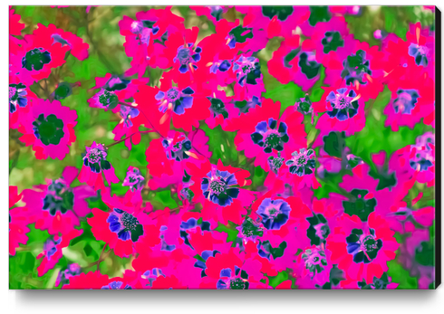 blooming pink flower with green leaf background Canvas Print by Timmy333