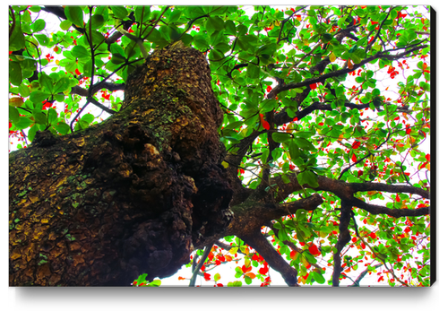 big tree with green leaves and red leaves Canvas Print by Timmy333