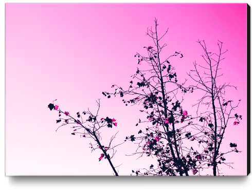 isolate tree branch abstract with leaf and pink background Canvas Print by Timmy333