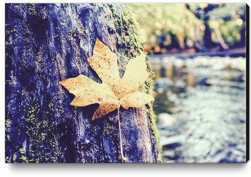 maple leaf on the tree with river and forest background Canvas Print by Timmy333