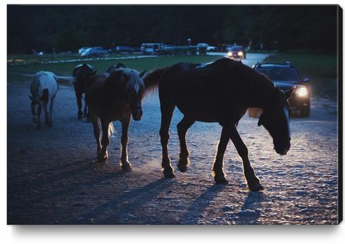 Light behind horses Canvas Print by Salvatore Russolillo