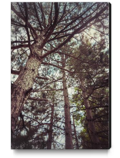 The Pinewood Canvas Print by Salvatore Russolillo