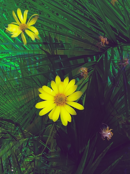 Blooming yellow flowers with green palm leaves background by Timmy333