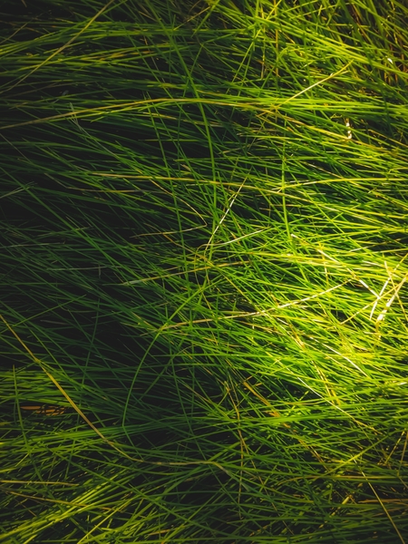 closeup green grass field texture abstract background by Timmy333