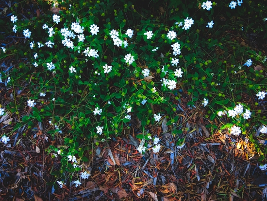 blooming white flowers with green leaves and dry leaves  by Timmy333