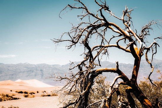 Desert landscape at Death Valley national park, California, USA by Timmy333