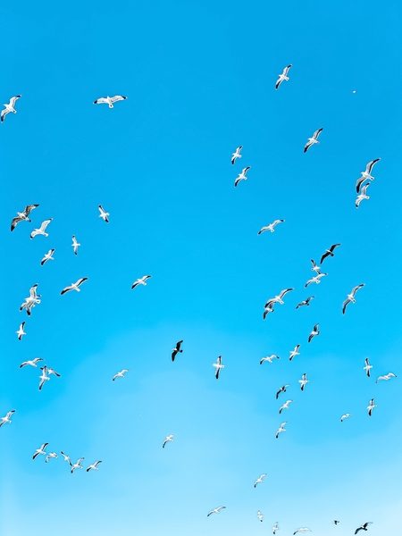 flying birds over the blue sky by Timmy333