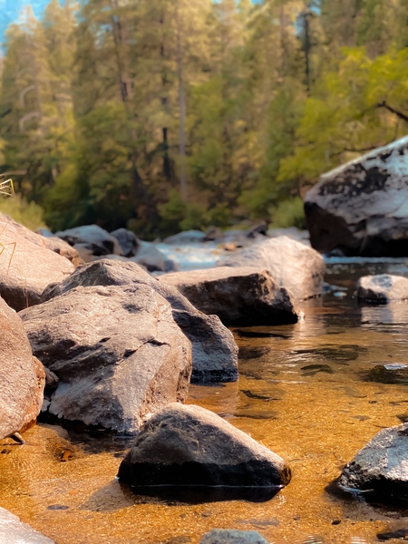 river in the forest and pine tree at Yosemite national park USA by Timmy333