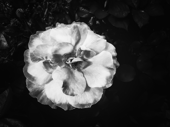 Closeup blooming rose texture background in black and white by Timmy333