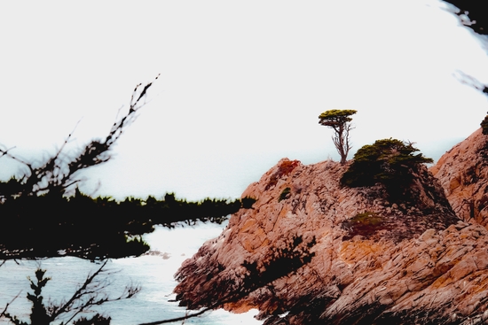 isolated tree with ocean view at Big Sur Highway1 California USA by Timmy333