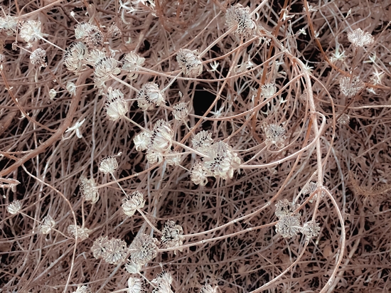 blooming dry flowers with brown dry grass texture background by Timmy333