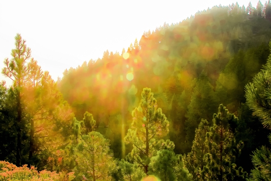 green pine tree background at Lake Tahoe, Nevada, USA by Timmy333