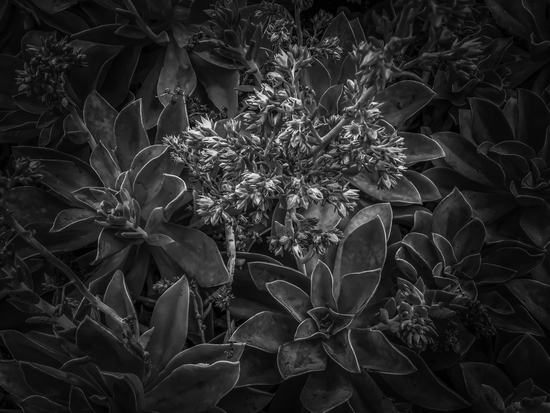 succulent plant with blooming flowers in black and white by Timmy333