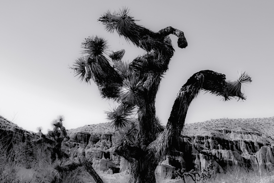 cactus in the desert at Red Rock Canyon state park California USA in black and white by Timmy333