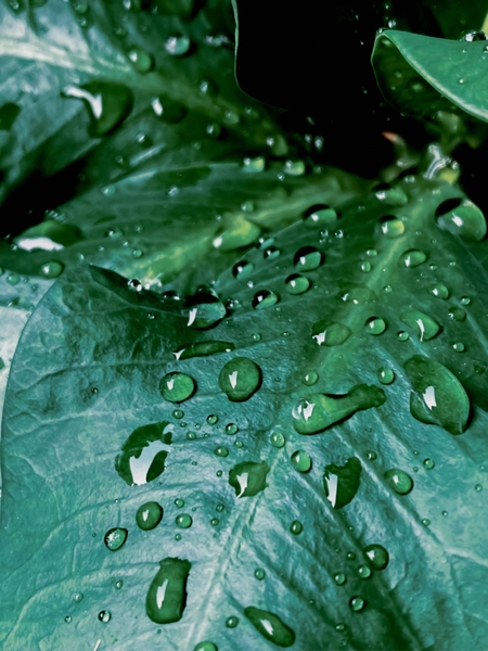 Closeup green leaves plant texture with drop of water by Timmy333