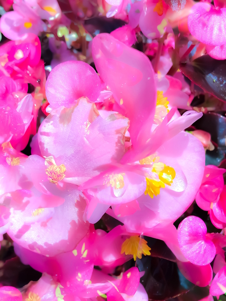 closeup blooming pink flowers with yellow pollen by Timmy333