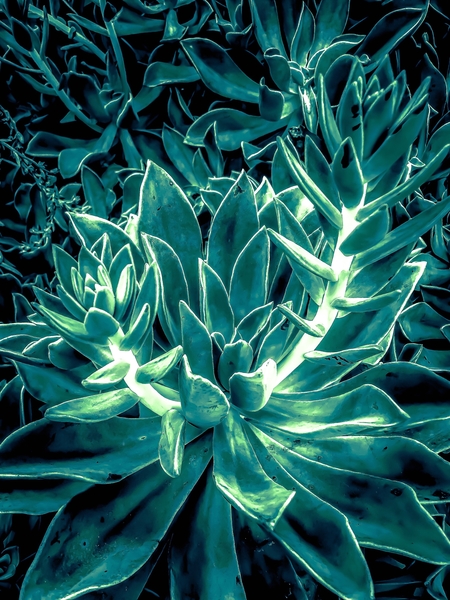 closeup green succulent plant texture background by Timmy333