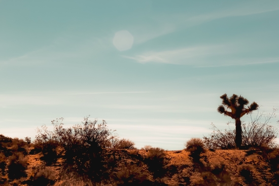 Cactus and desert view at Red Rock Canyon State Park California USA by Timmy333