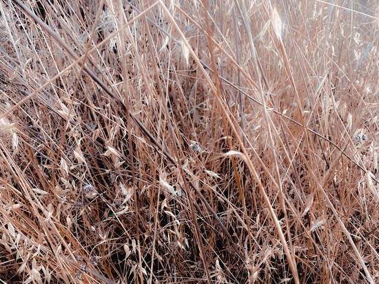 brown dry grass field texture abstract background by Timmy333