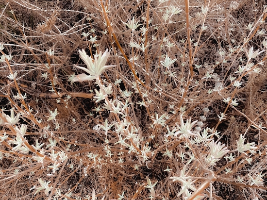 blooming dry flowers with brown dry grass background by Timmy333