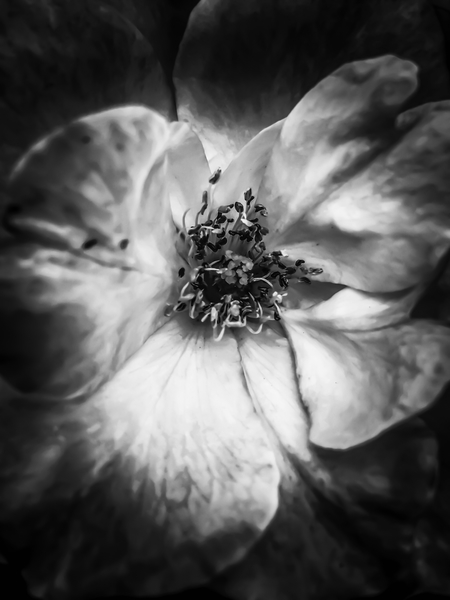 closeup blooming rose in black and white by Timmy333