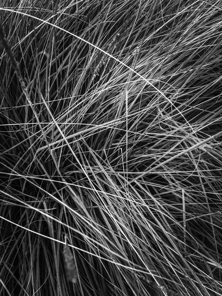 silky grass texture abstract in black and white by Timmy333