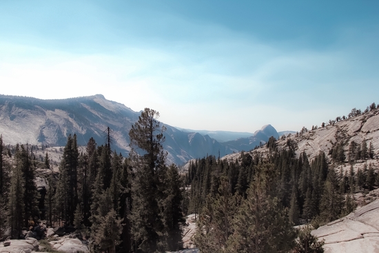 green pine tree and mountain view at Yosemite national park California USA by Timmy333