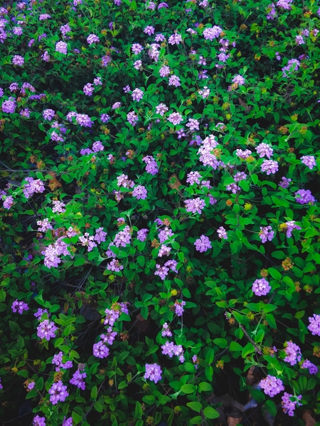 blooming purple flowers with green leaves by Timmy333