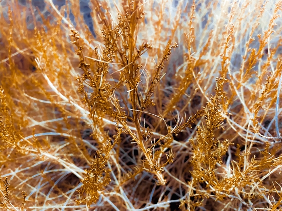 closeup dry brown grass texture abstract background by Timmy333